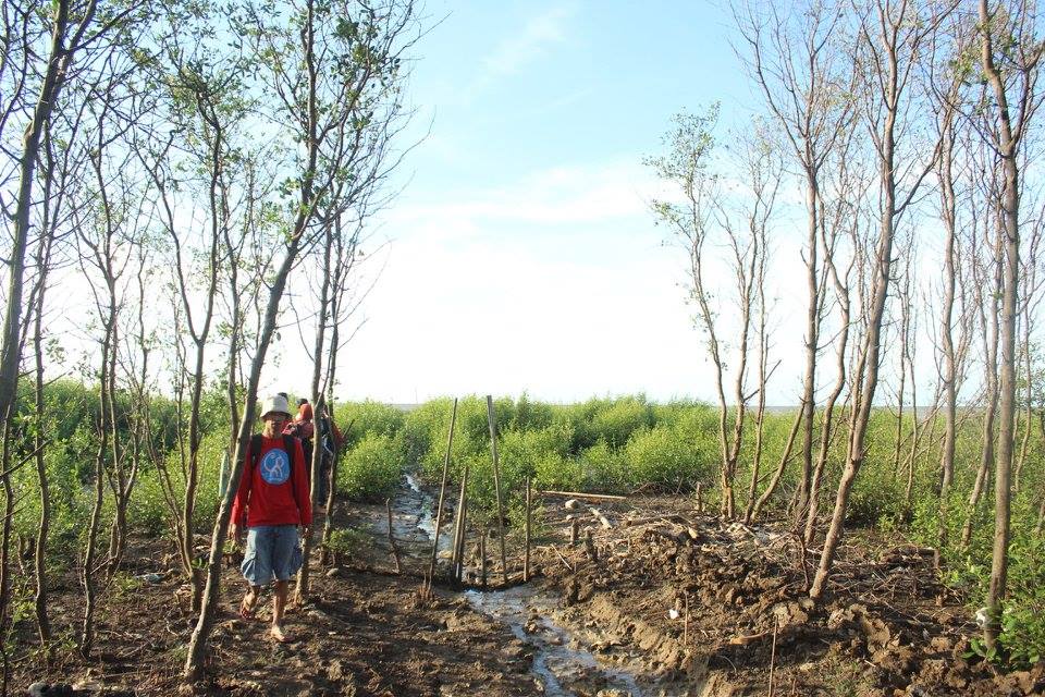 menanam mangrove backpacker jakarta 11