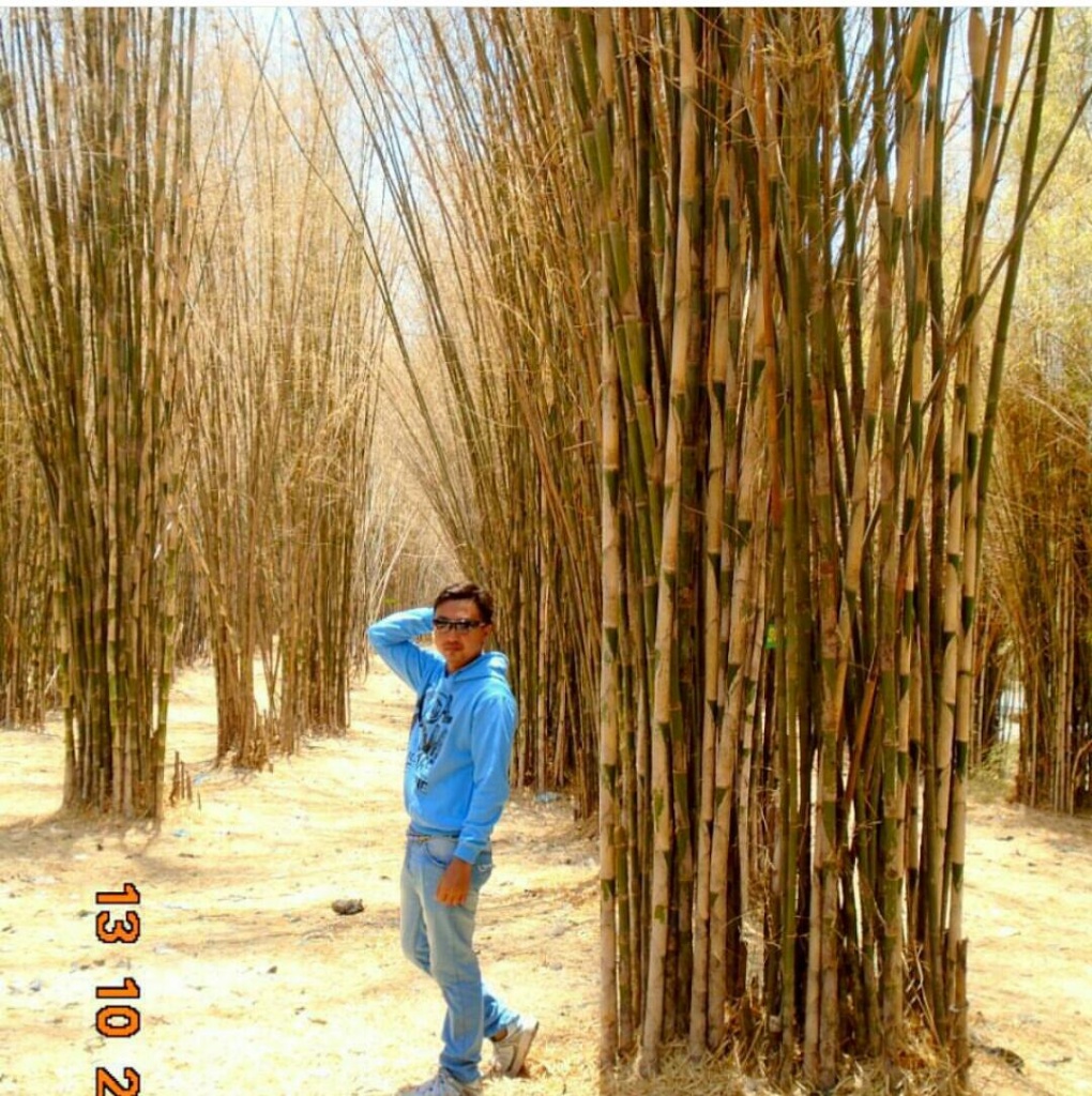 hutan bambu surabaya