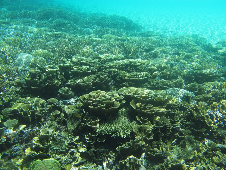 terumbu karang kubis. Foto by: marlina