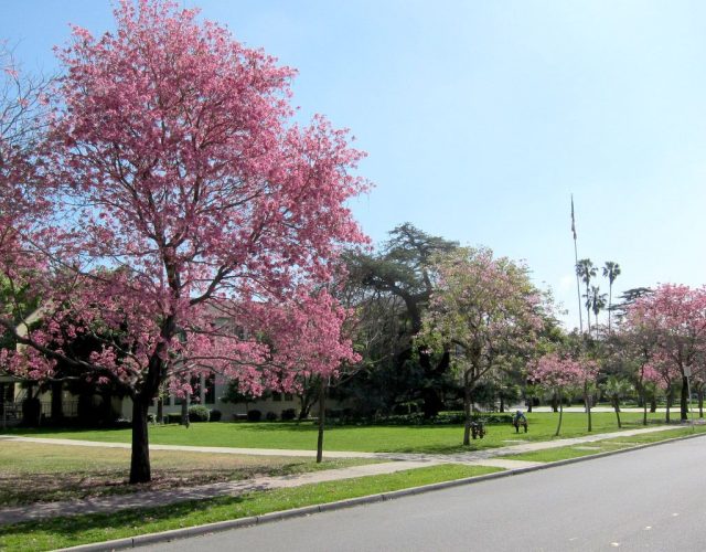 Tabebuya Park Jakarta
