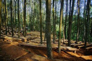 Ada Panggung Di Tengah Hutan Pinus Imogiri Yogyakarta