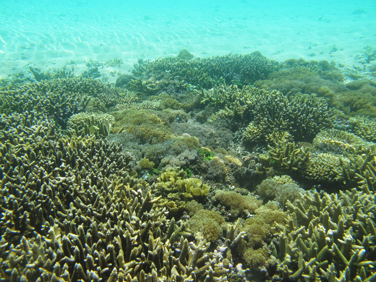terumbu karang foto by marlina