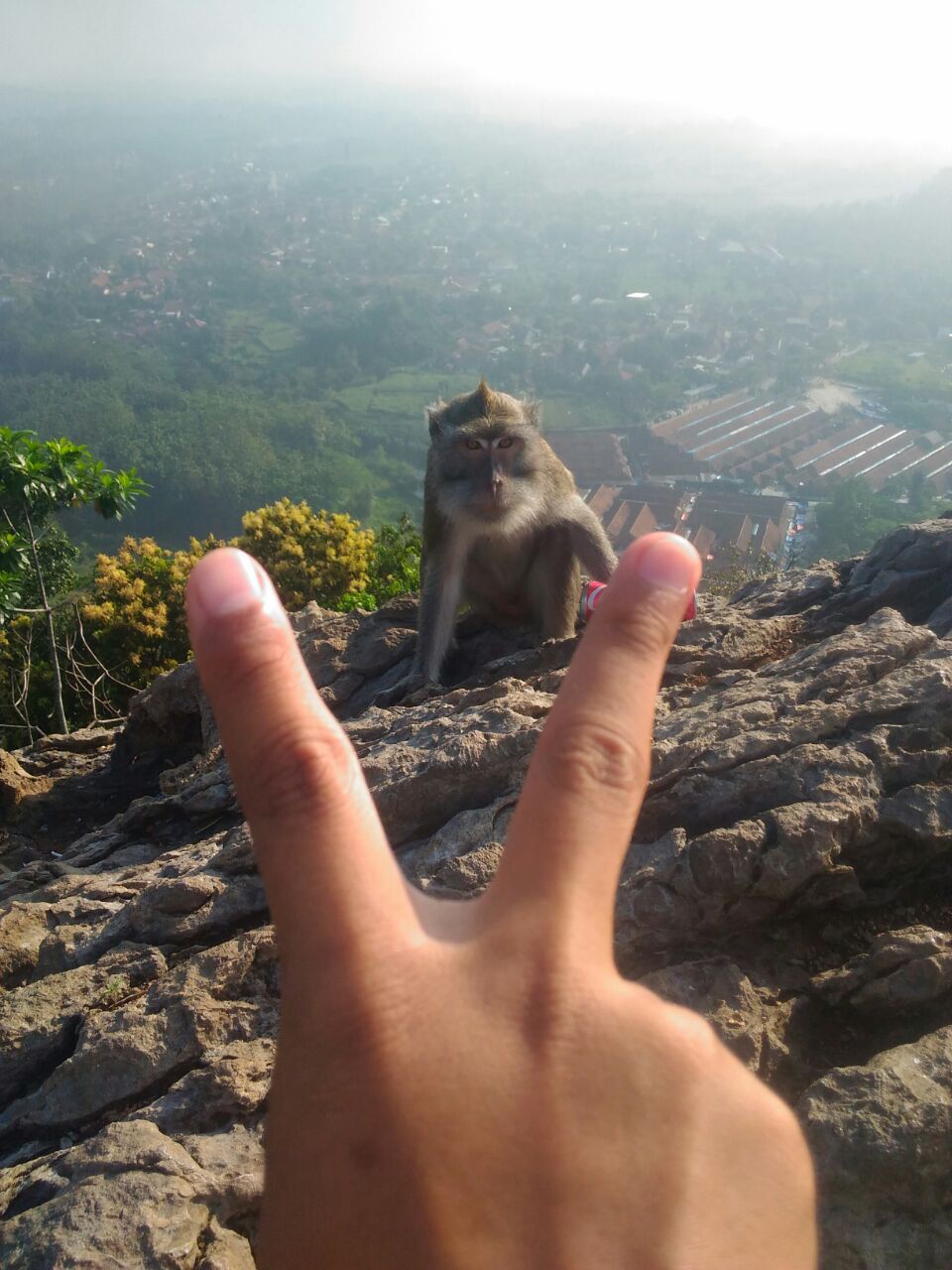 Monyetnya ngeliatin tuh! Hihihi~ 🐒 (captured by @crackerzzzz)