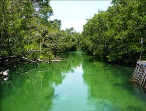 Sungai Sebong Mangrove, Riau
