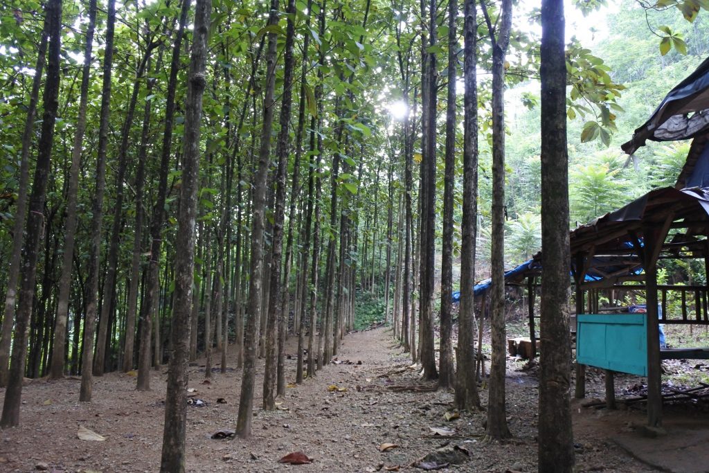 Liputan One Day Trip Puncak Batu Roti dan Bukit Bintang, Bogor