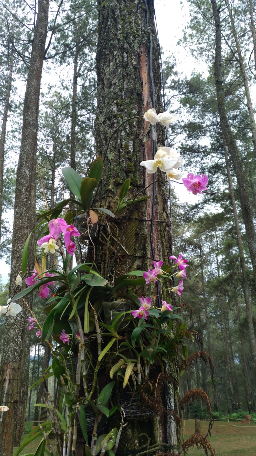 Orchid Forest: Edu Wisata yang Instagramable di Bandung
