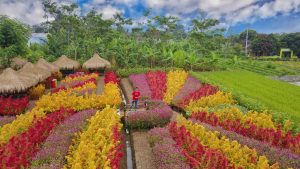 Pesona Taman Bunga Kadung Hejo di Pandeglang