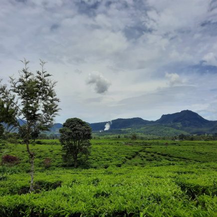 Kebun Teh Jangkung